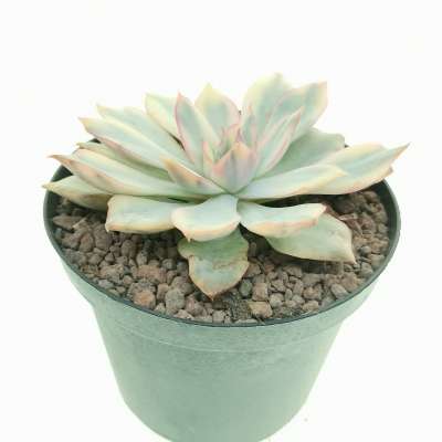 Echeveria 'Moon Goddess' f. variegata - Giromagi