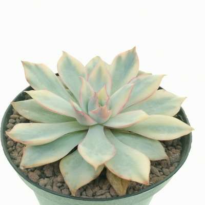 Echeveria 'Moon Goddess' f. variegata - Giromagi