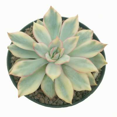 Echeveria 'Moon Goddess' f. variegata - Giromagi