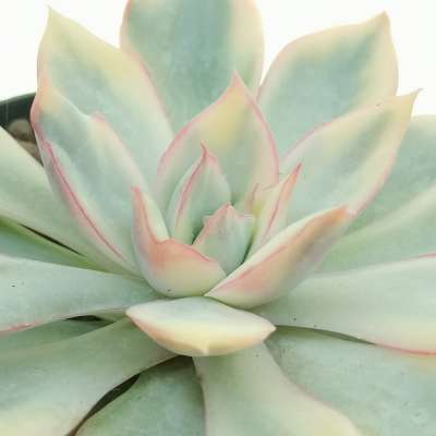 Echeveria 'Moon Goddess' f. variegata - Giromagi