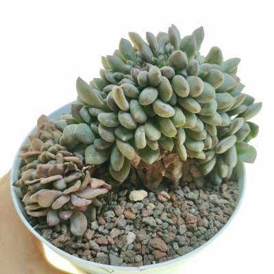 Echeveria 'Pink Champagne' f. crestata