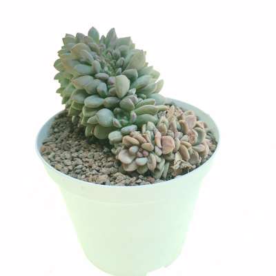 Echeveria 'Pink Champagne' f. crestata - Giromagi