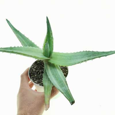Aloe aculeata f. variegata