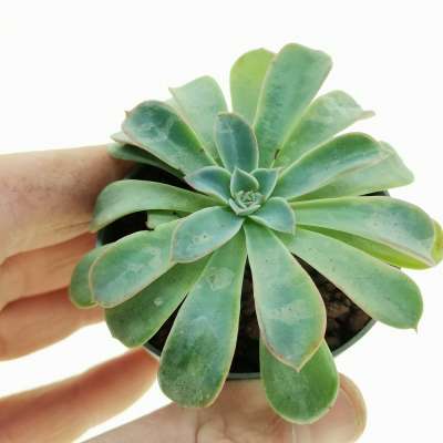 Echeveria 'Fantastic fountain'