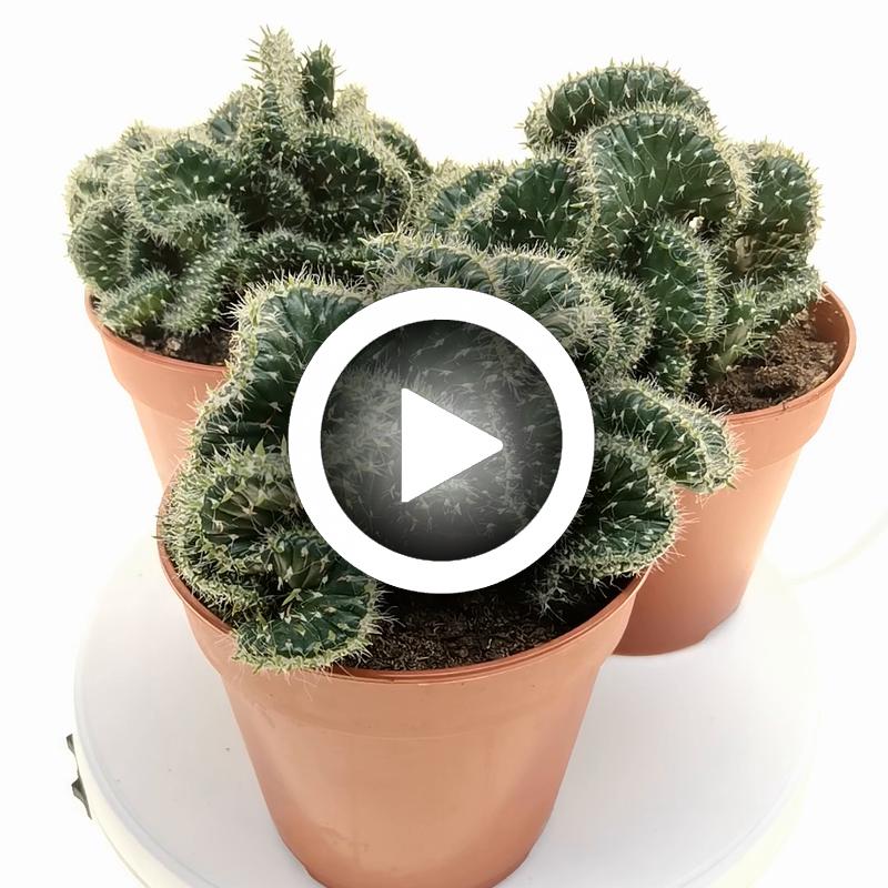 Opuntia cylindrica f. crestata - Giromagi