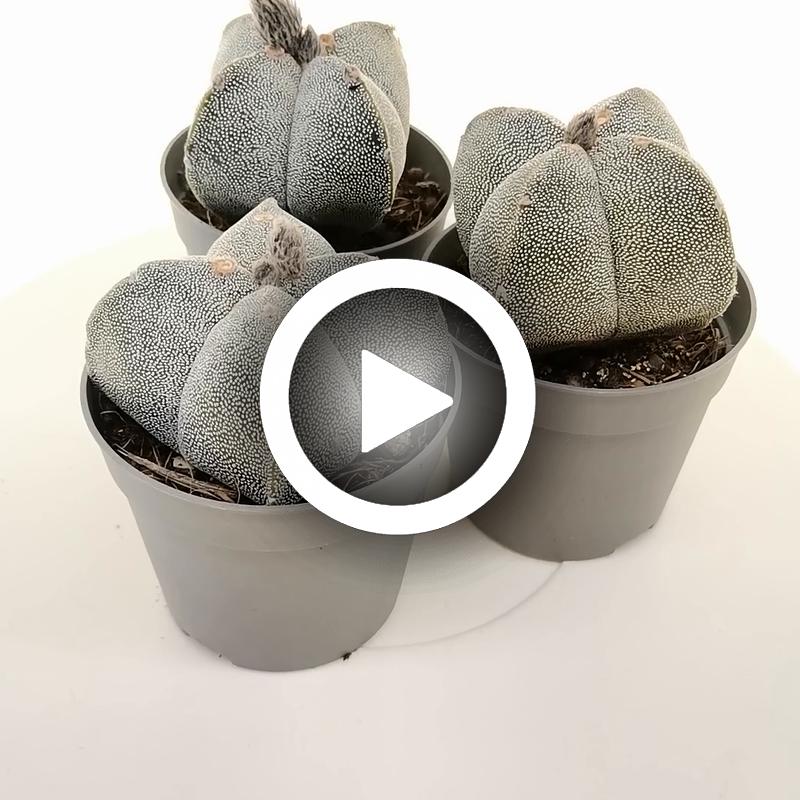 Astrophytum myriostigma var. quadricostatum - Giromagi