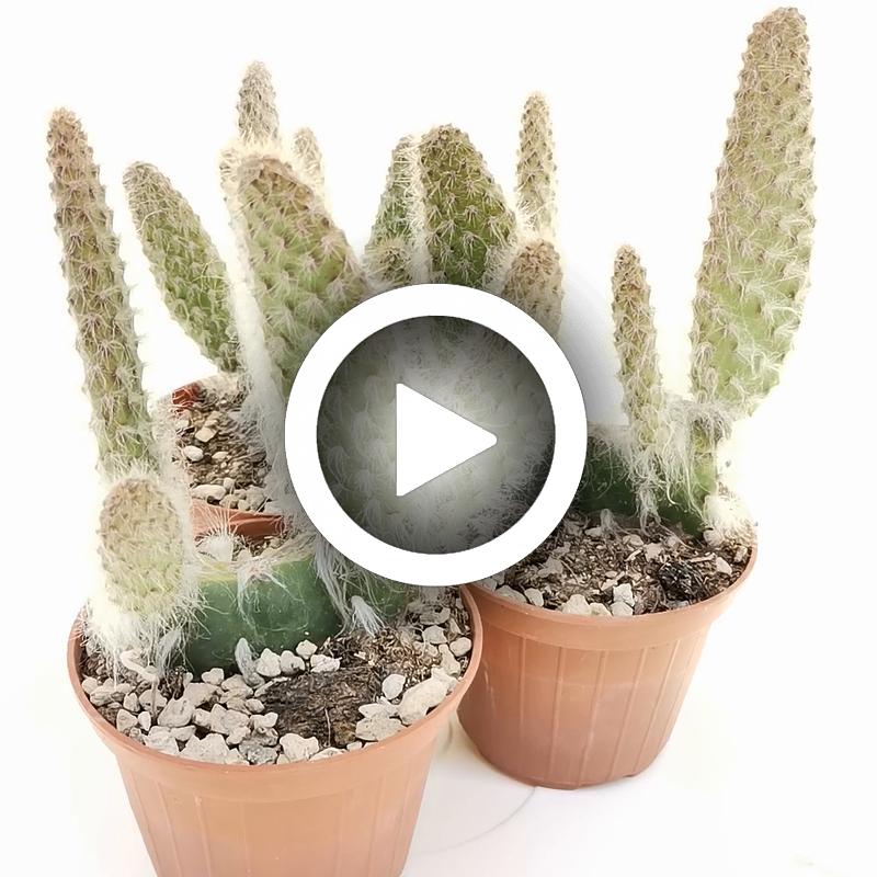 Opuntia engelmannii cv. Boskowitzii - Giromagi