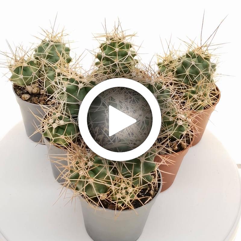 Echinocereus triglochidiatus var. mojavensis - Giromagi