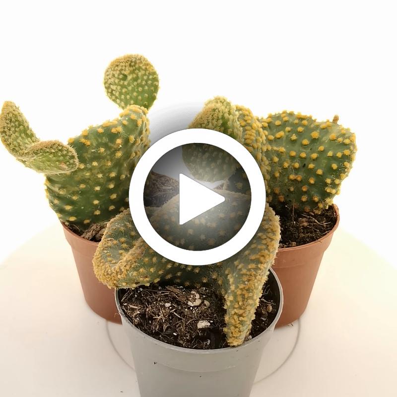 Opuntia microdasys cv. contorta - Giromagi