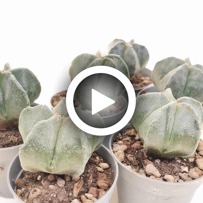 Astrophytum myriostigma - Giromagi