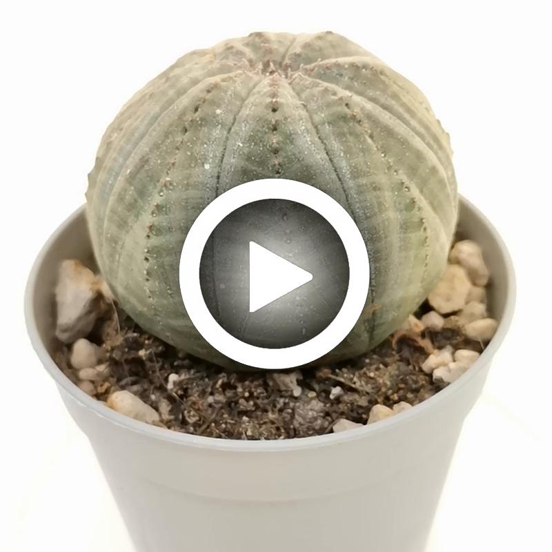 Euphorbia obesa - Giromagi