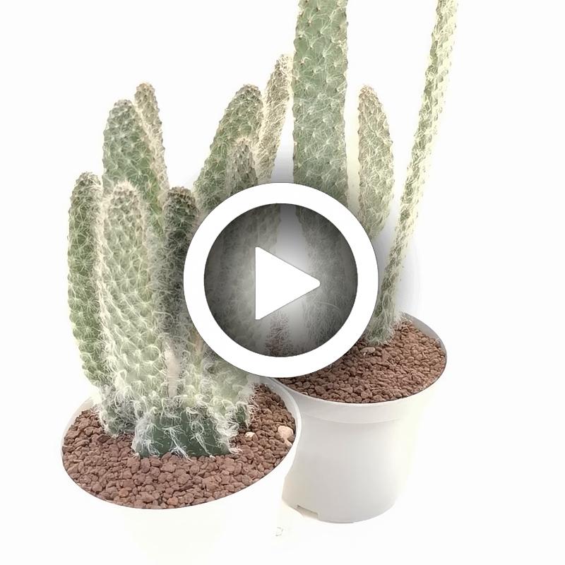 Opuntia engelmannii cv. Boskowitzii - Giromagi