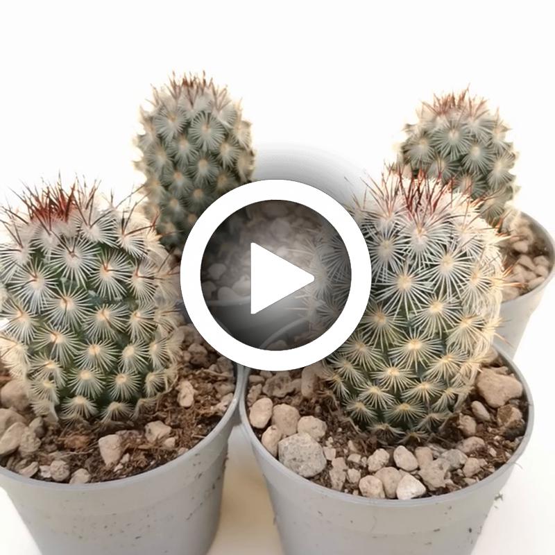 Mammillaria microhelia - Giromagi