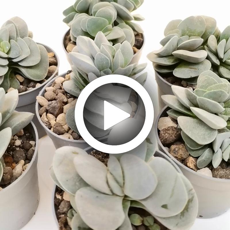 Crassula 'Morgan's Beauty' - Giromagi