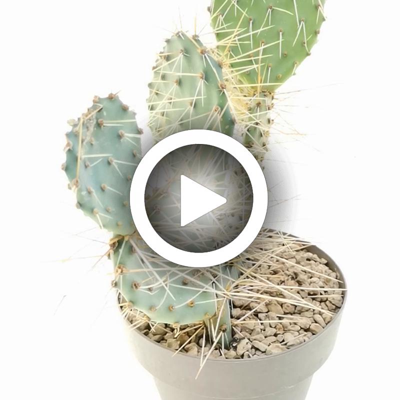 Opuntia phaeacantha - Giromagi