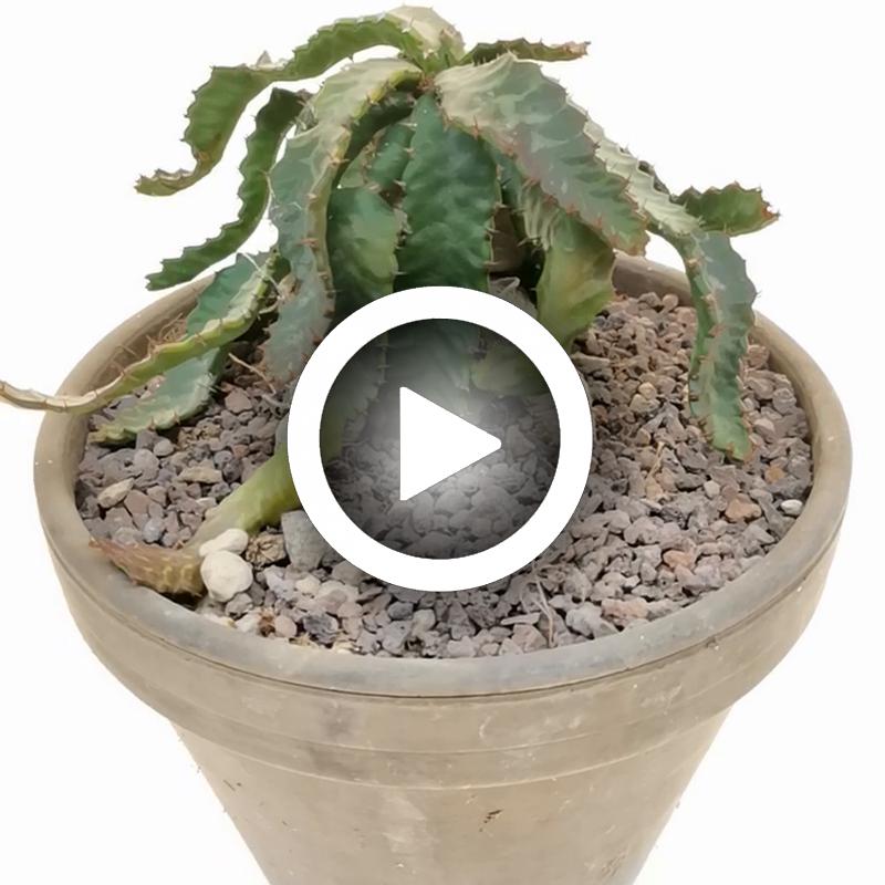 Euphorbia stellata - Giromagi