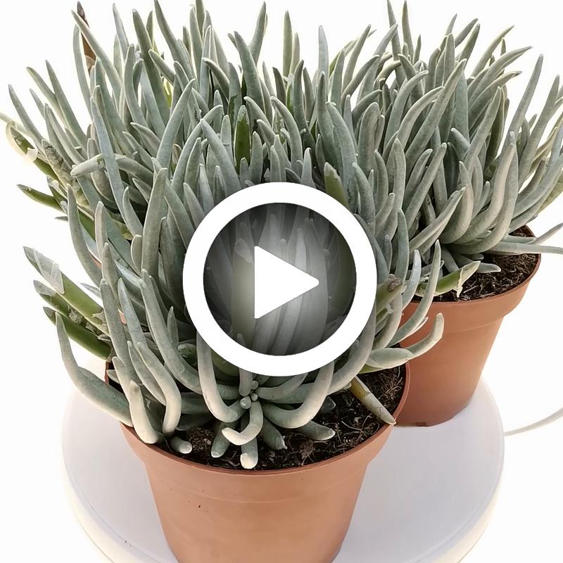 Senecio scaposus - Giromagi
