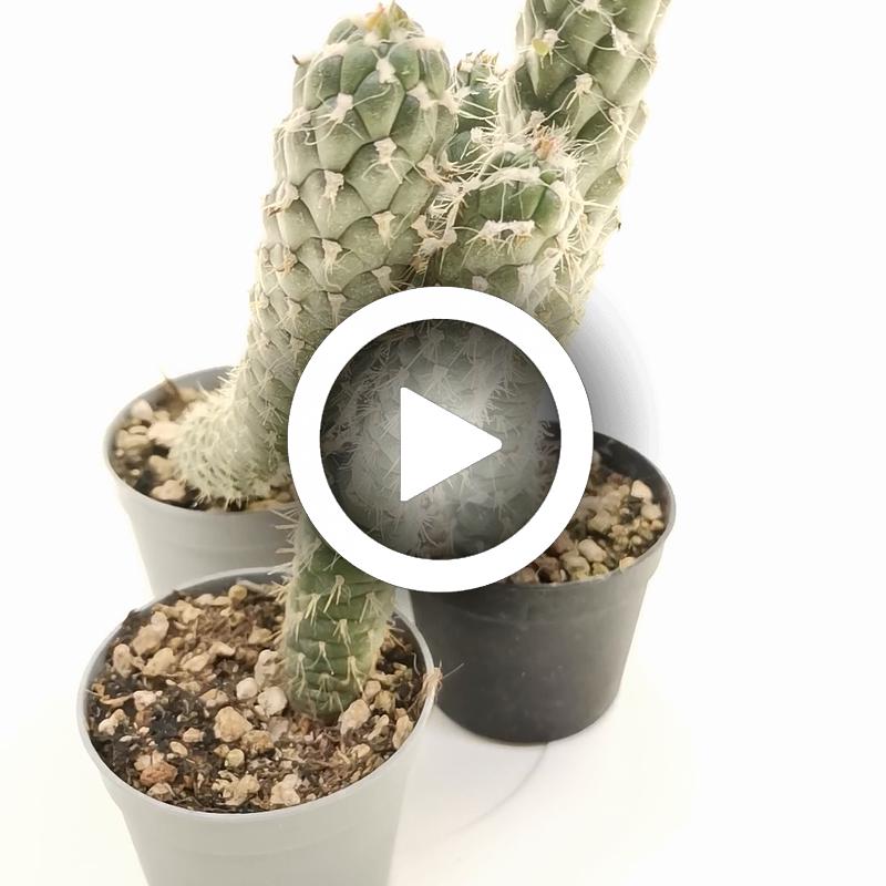 Opuntia cylindrica - Giromagi