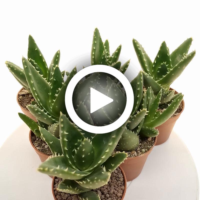 Aloe mitriformis - Giromagi