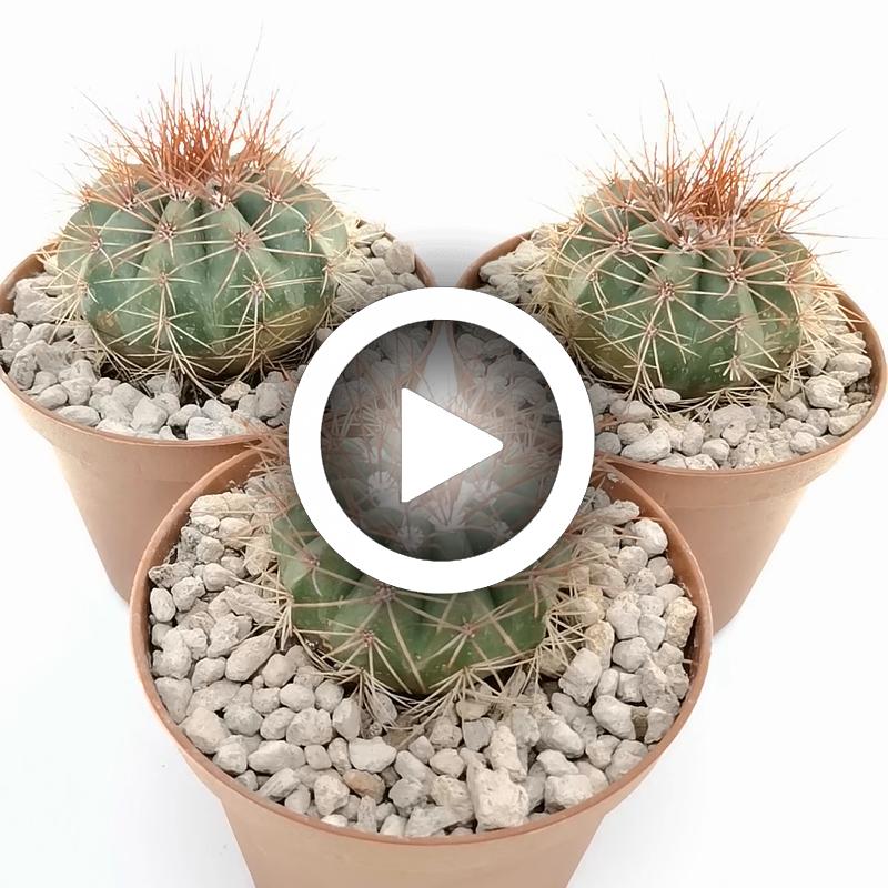 Melocactus diamantinus - Giromagi