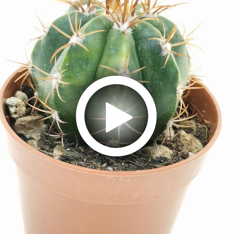 Melocactus matanzanus f. variegata - Giromagi
