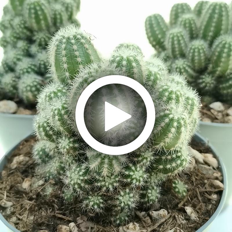 Trichocereus cv. Multiproliferum - Giromagi