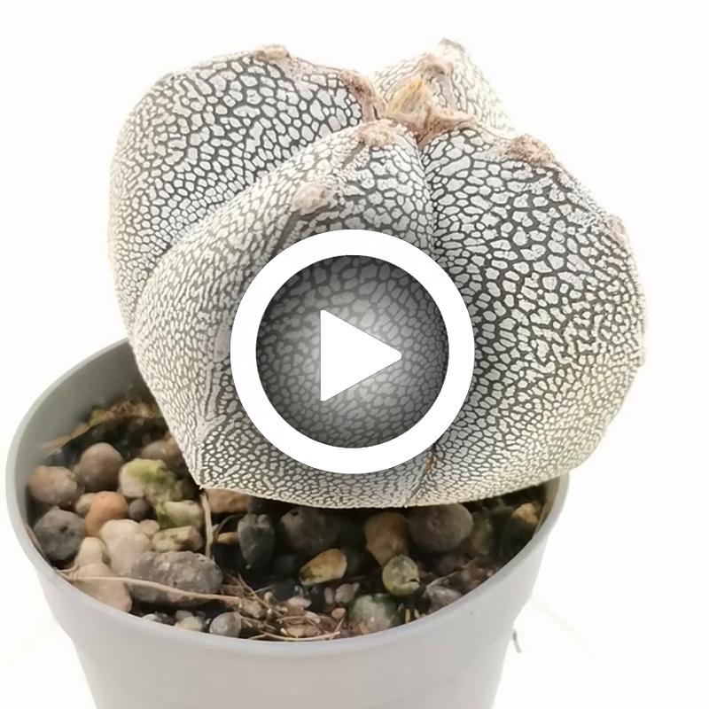 Astrophytum myriostigma cv. Onzuka quadricostatum - Giromagi