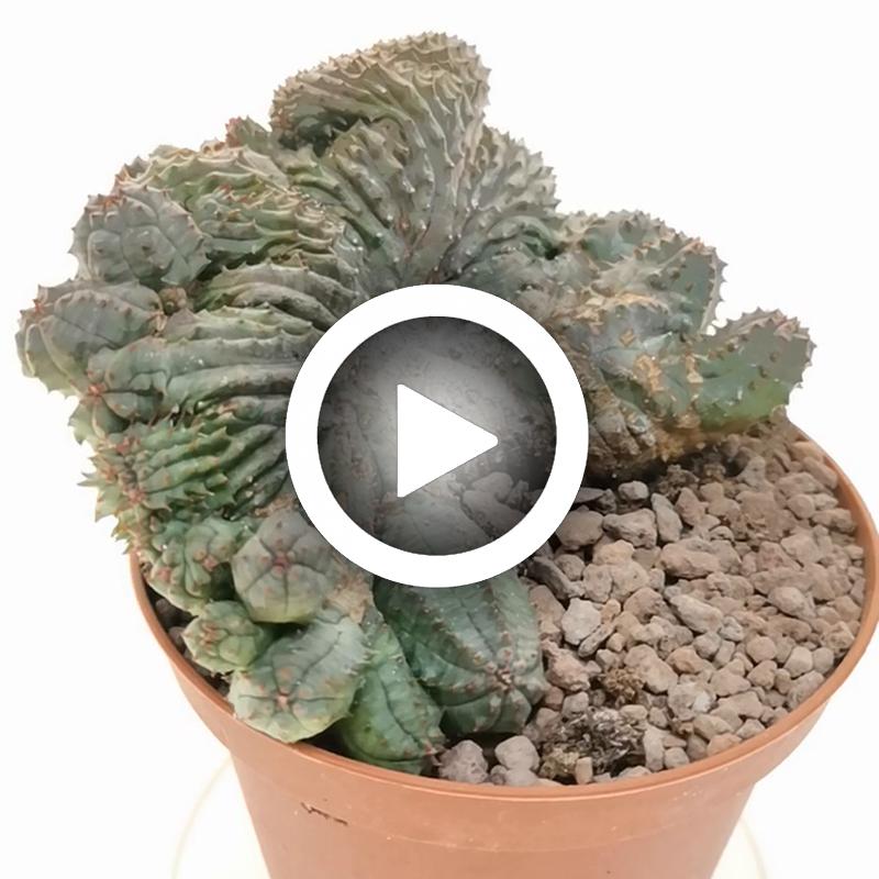 EUPHORBIA PSEUDOGLOBOSA Ø10CM - cactus - succulente - piante grasse vere  EUR 6,00 - PicClick IT