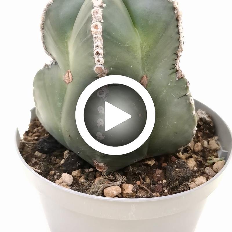 Astrophytum myriostigma cv. Line Areoles nudum - Giromagi