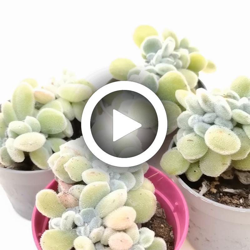 Echeveria pulvinata 'Frosty' f. crestata - Giromagi