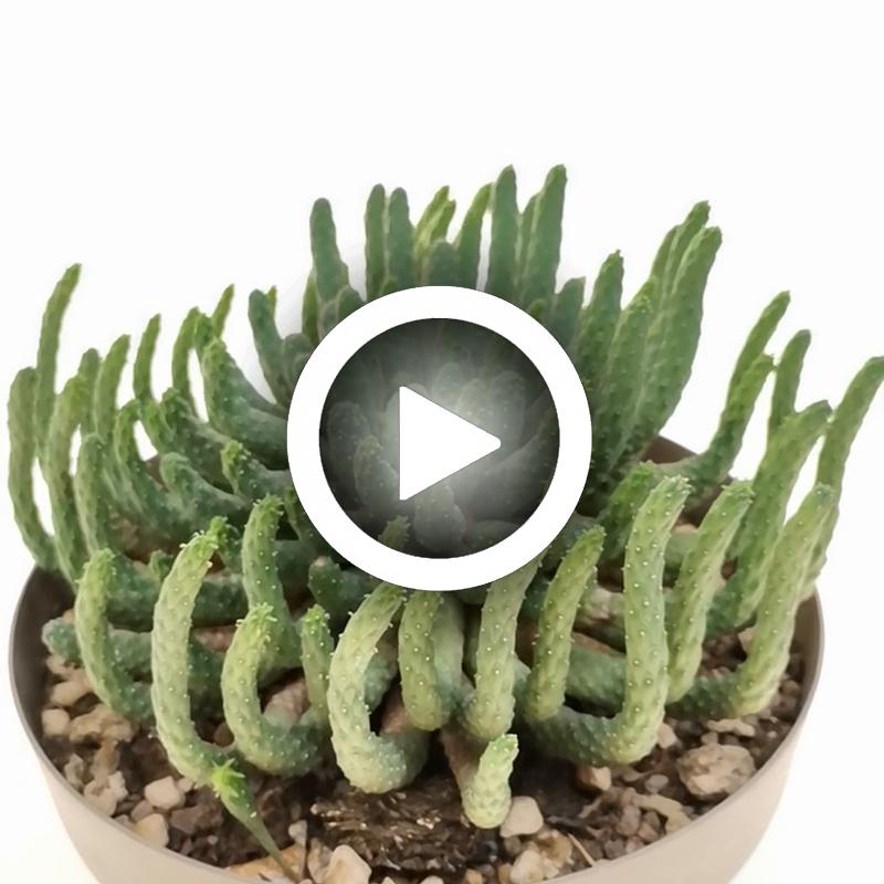 Euphorbia Inermis - Giromagi