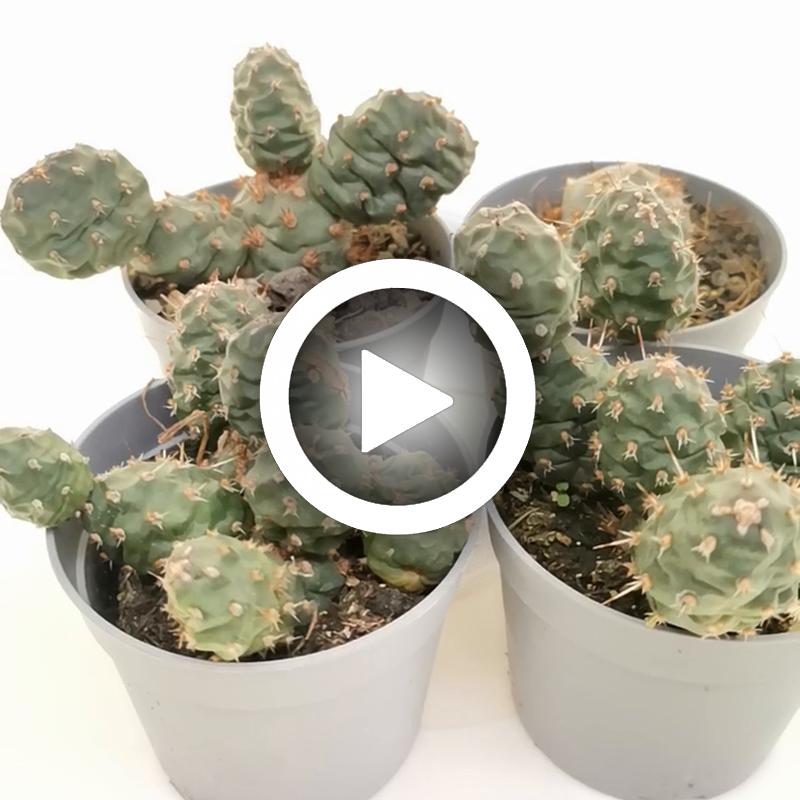 Opuntia fragilis var. denudata (Potato Cactus) - Giromagi