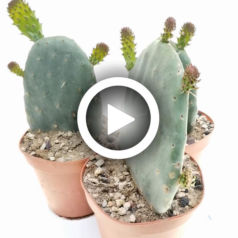 Opuntia ficus-indica (fico d'India) - Giromagi
