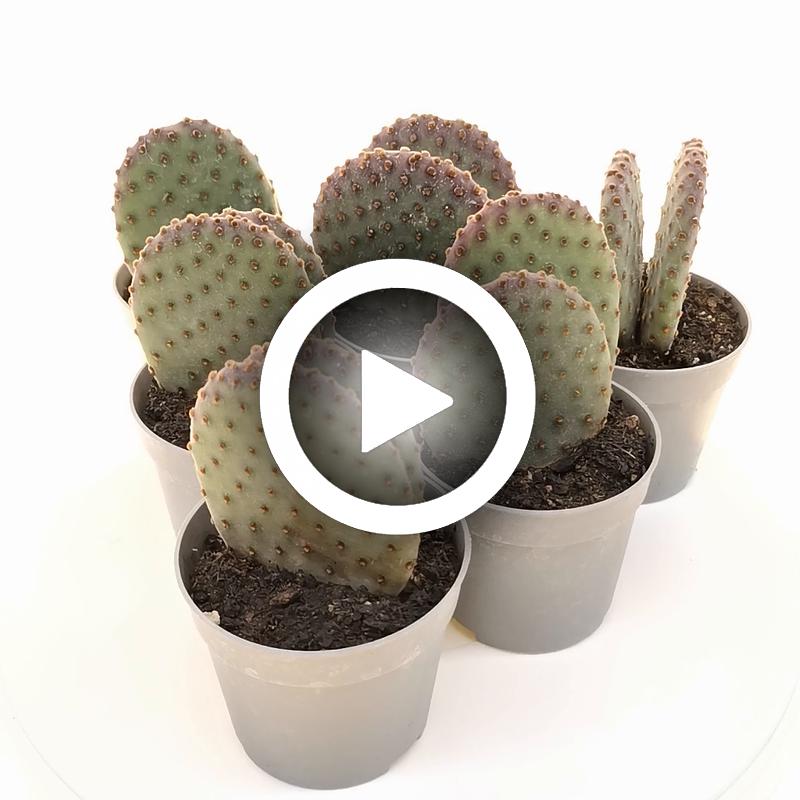 Opuntia microdasys subs. rufida cv. indigo - Giromagi