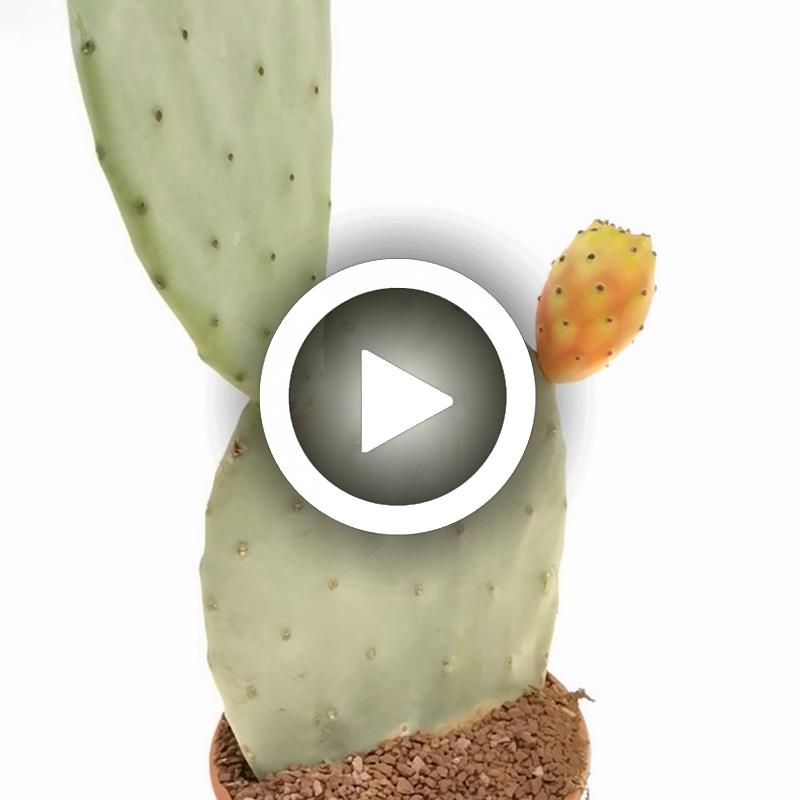 Opuntia ficus-indica (fico d'India) - Giromagi