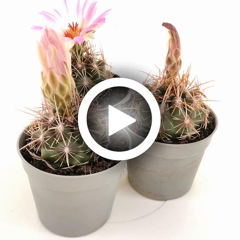 Thelocactus bicolor var. commodus - Giromagi