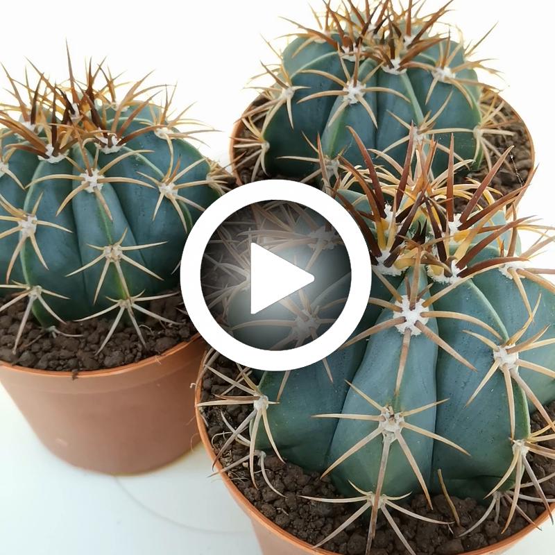 Melocactus warasii - Giromagi