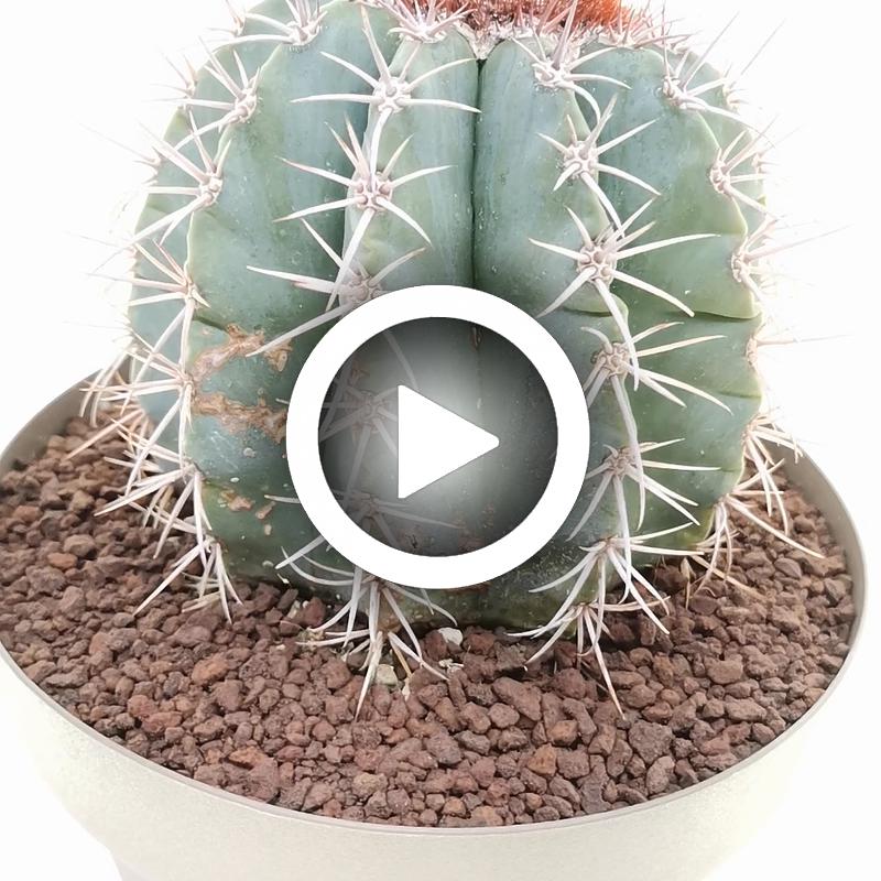Melocactus azureus - Giromagi