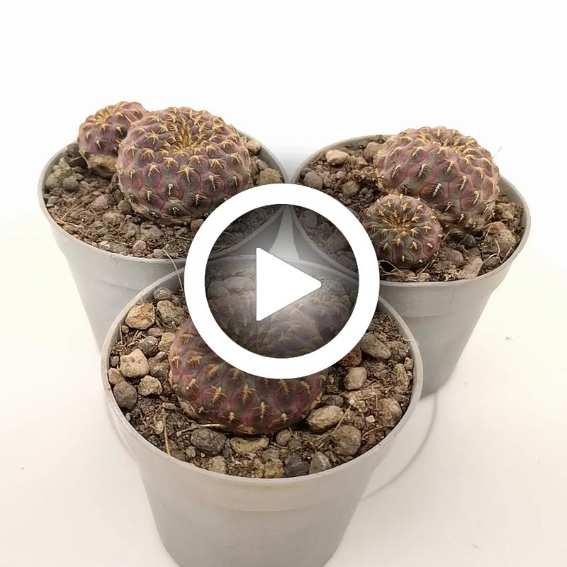 Sulcorebutia rauschii f. aureispina - Giromagi