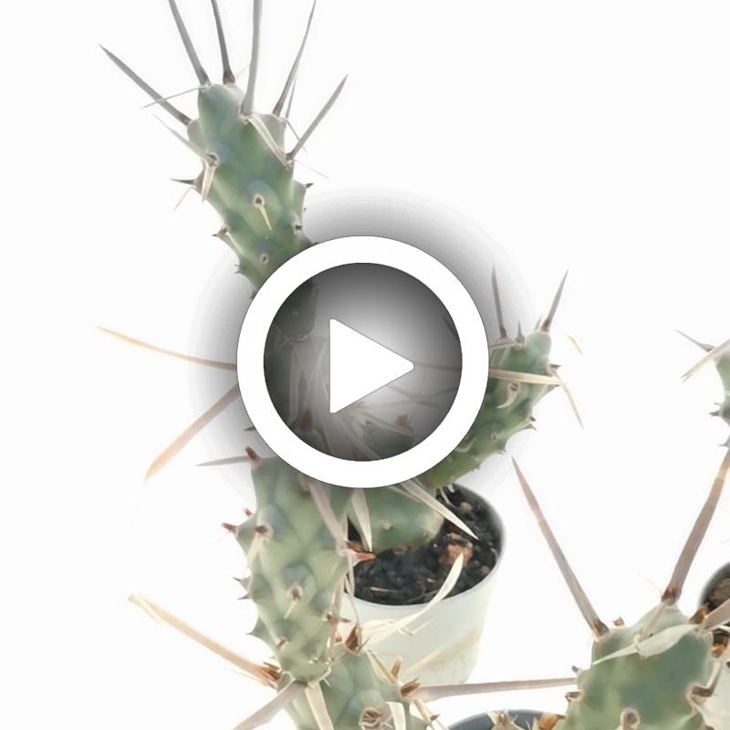 Tephrocactus articulatus var. papyracanthus (tubercled type) - Giromagi