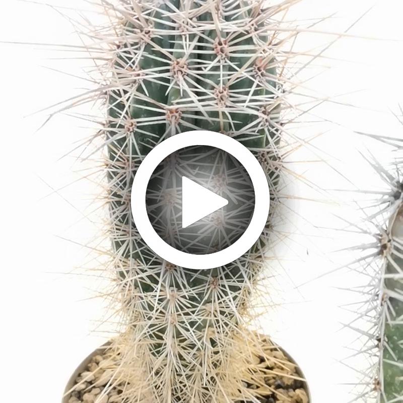 Pachycereus pringlei - Giromagi