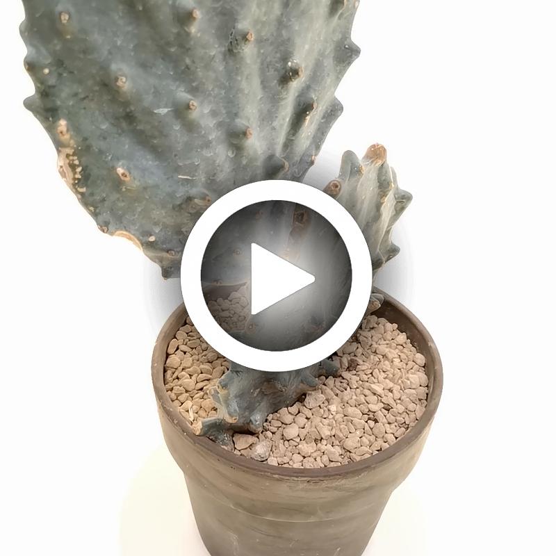 Opuntia engelmannii subsp. lindheimeri cv. Gomei - Giromagi