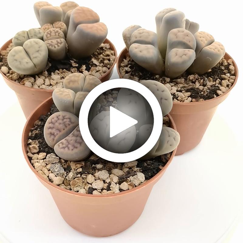 Lithops sp. - Giromagi