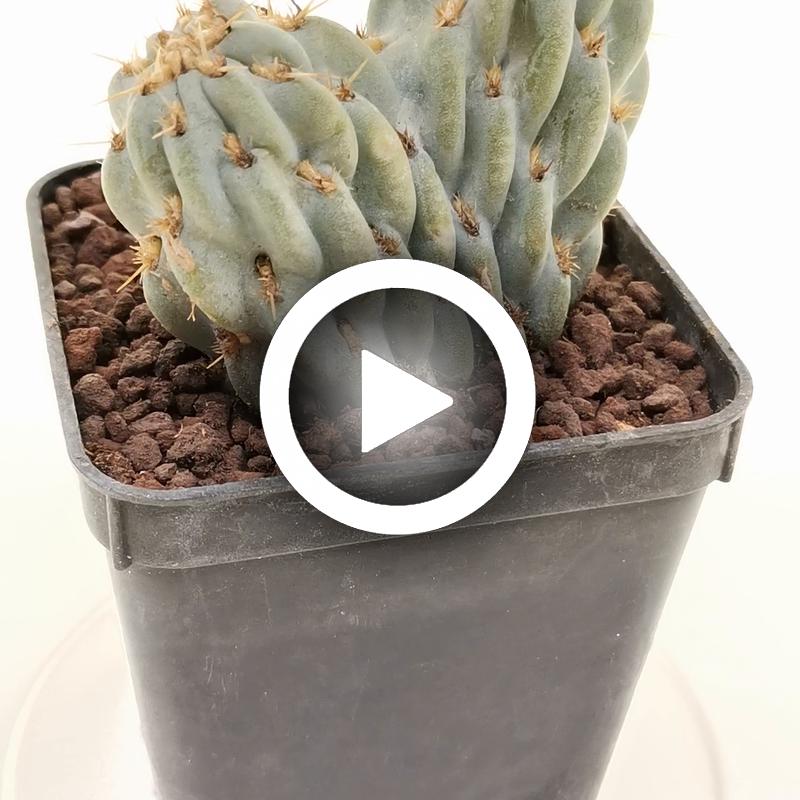 Opuntia miquelii f. crestata - Giromagi