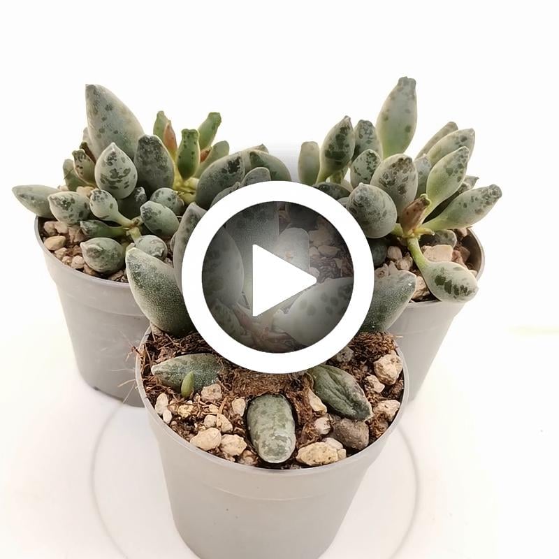 Adromischus festivus - Giromagi