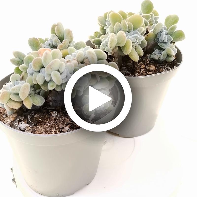 Echeveria pulvinata 'Frosty' f. crestata - Giromagi