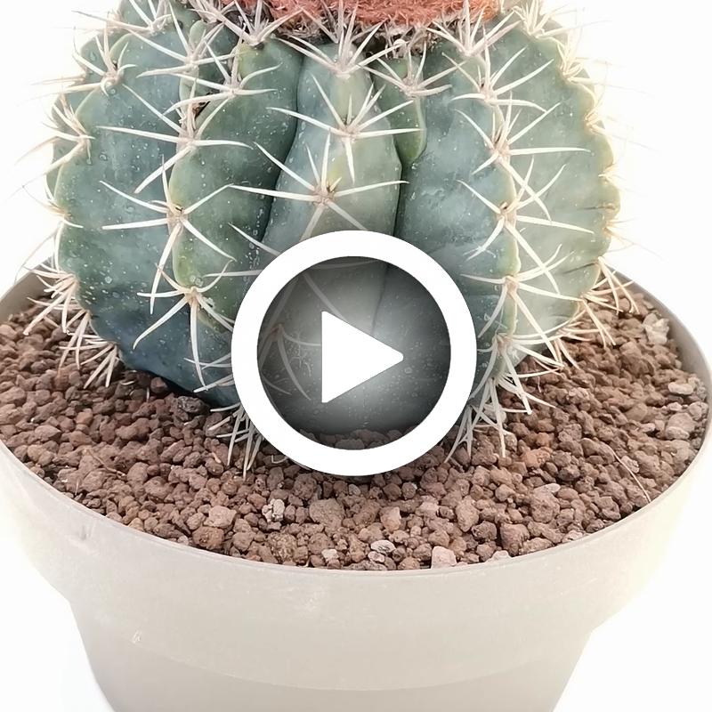 Melocactus matanzanus - Giromagi