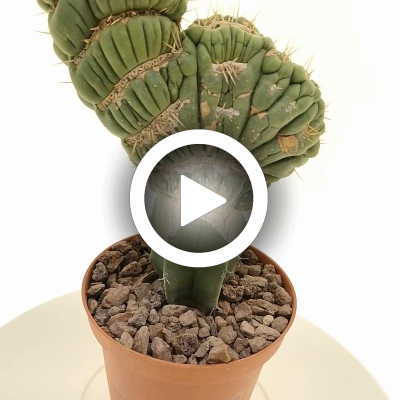 Eulychnia castanea cv. varispiralis f. crestata - Giromagi