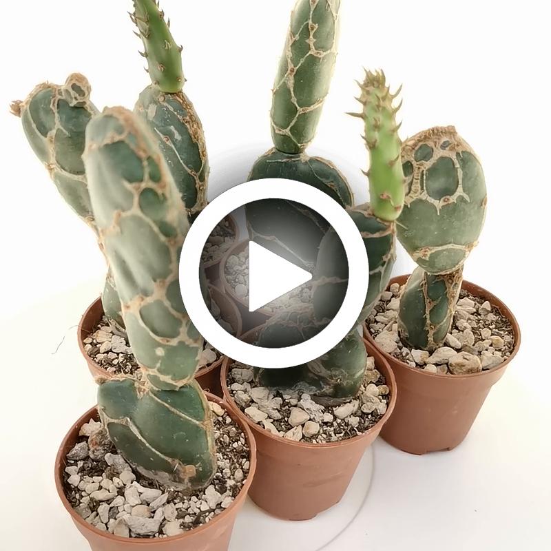 Opuntia reticulata cobra - Giromagi
