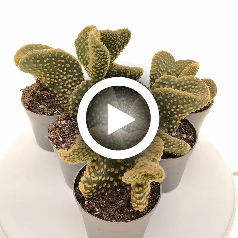 Opuntia microdasys cv. contorta - Giromagi
